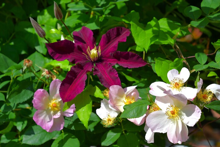 Clematis & Rosen: Traumpaar fr den Garten  So gelingt's!  | Landhaus  Ettenbhl