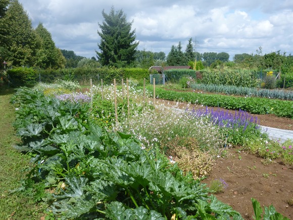 Kulturtipp Zuckermais - Fruchtfolge für gesunde Pflanzen - Sinnvolles