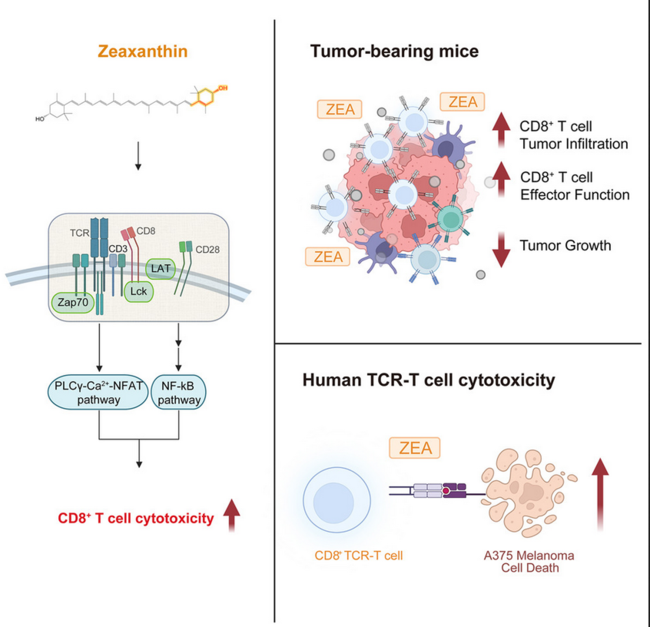 Steigerung der Aktivität der zytotoxischen CD8-Lymphozyten 