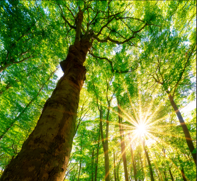 Mehr auf unserer Seite Unser Wald