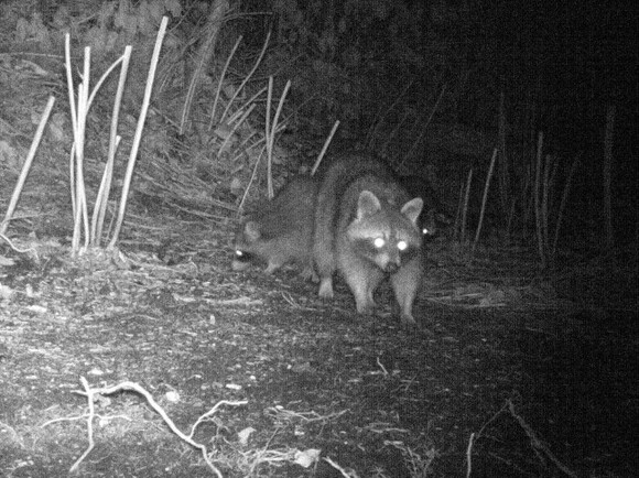 Familie Waschbär kommt in der Dunkelheit. Sie bleiben ebenfalls oft unbemerkt, können Menschen gelegentlich Sorgen bereiten. Foto: NABU Leipzig