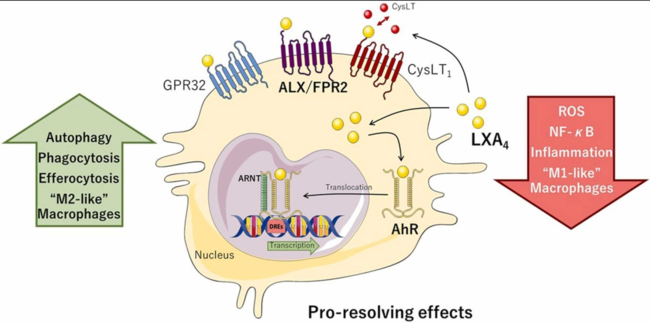 Wir sehen die Wirkung auf M1 und M2-Makrophagen, was auch durch die intravenöse Sauerstofftherapie nach Dr. Regelsberger in Kombination mit den Eicosanoiden passiert