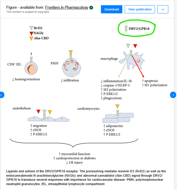 Ligands and actions of the DRV2/GPR18 receptor.