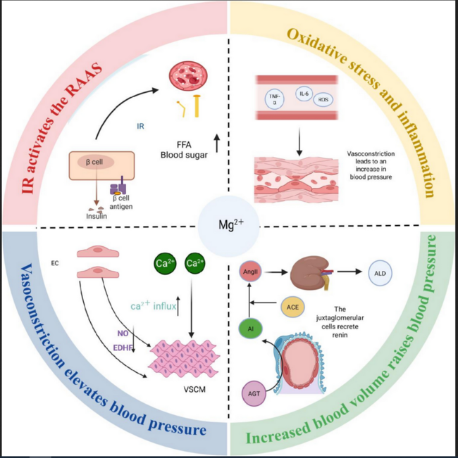 Magnesiummangel  - Steigerung RAAS, oxidativer Stress und Entzündung, Erhöhtes Blutvolumen mit erhöhtem Blutdruck, Blutgefäßverengung mit Blutdruckanstieg und Folgeschäden an Endorganen
