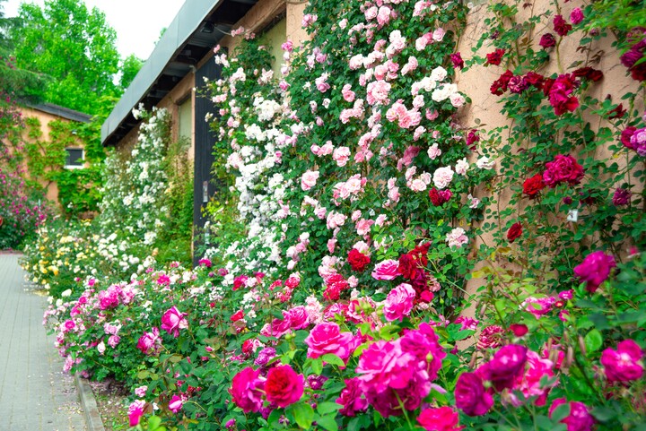 Traumhaft blhende Rosen an Wnden  Unsere Tipps fr Euch  | Landhaus  Ettenbhl