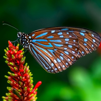 Schmetterling an Pflanze 