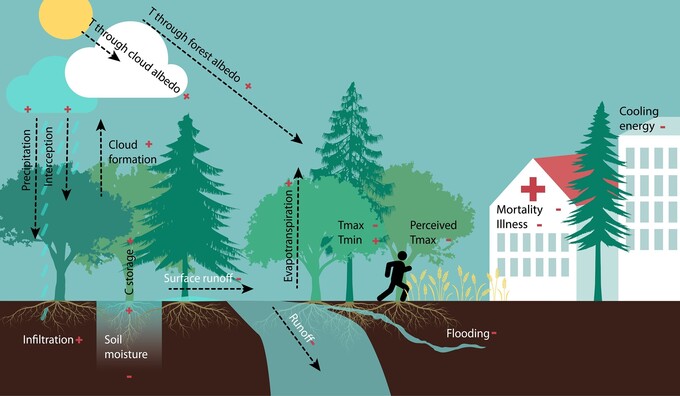 Abbildung: Figure 1 aus der Publikation. Fig. 1. Biophysical processes influenced by forests and their impacts on human well-being.