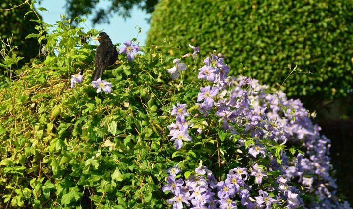 Clematis-Tipps  und Blten ohne Ende  | Landhaus Ettenbhl
