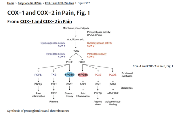 COX-1 and COX-2 in Pain, Fig. 1
