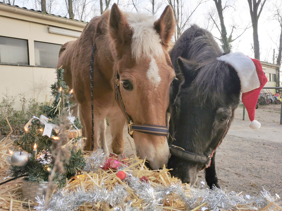Die Seniorpferde sagen Danke!