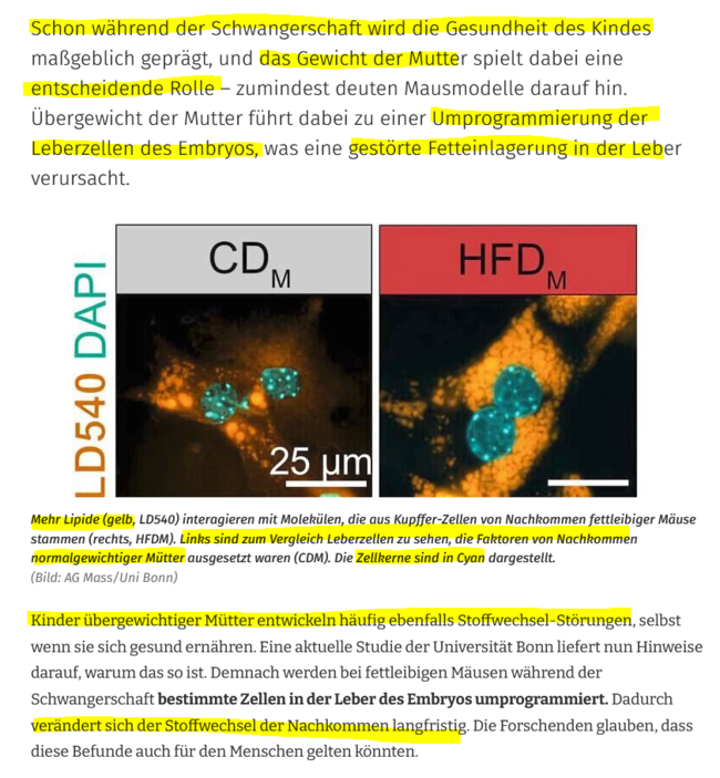 Das Gewicht der Mutter in der Schwangerschaft beeinflusst den Stoffwechsel des Kindes lebenslang, selbst bei sehr gesunder Ernährung