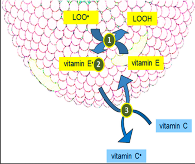 Antioxidativer Schutz: