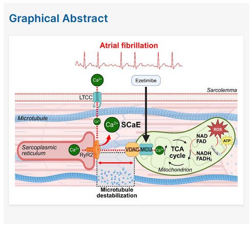Ezetimib verbessert die Kommunniation des sarkoplasmmatischen Retikulums mit dem Mitochondrien bzgl. des Kalziumsignals