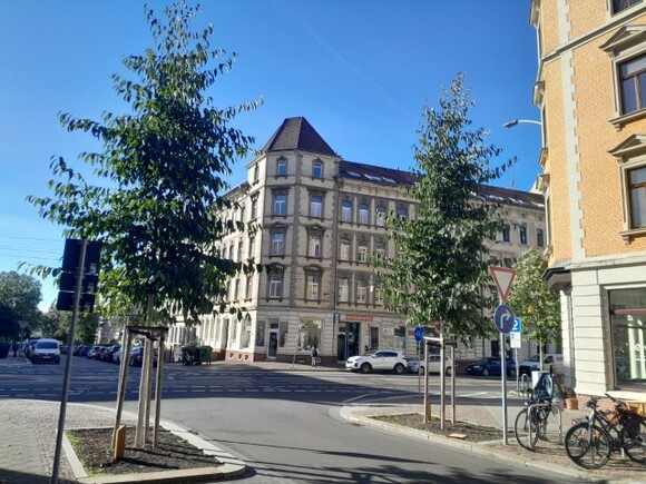 Purpur-Erle in der Motteler Straße. Foto: NABU Leipzig